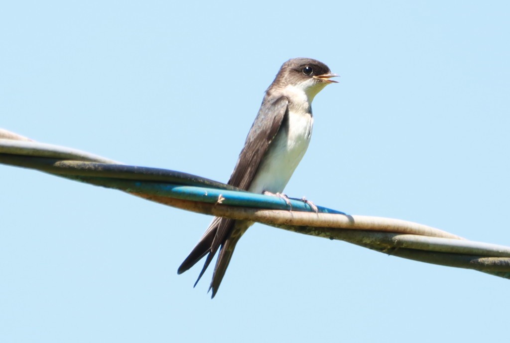 vlaštovka modrobílá - ML645602384