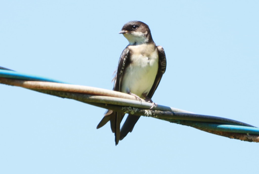 vlaštovka modrobílá - ML645602385