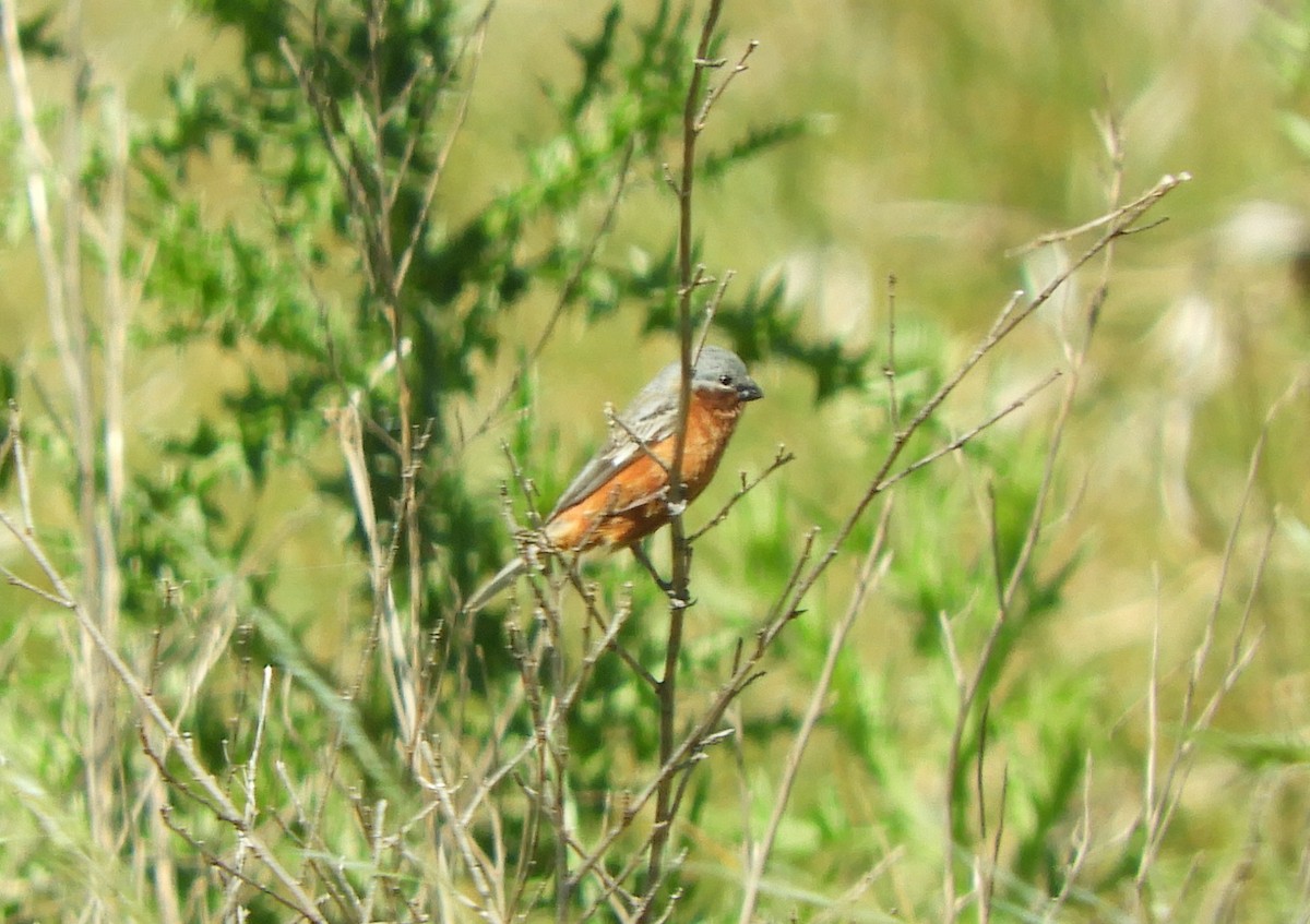 Rufous-rumped Seedeater - ML645602386
