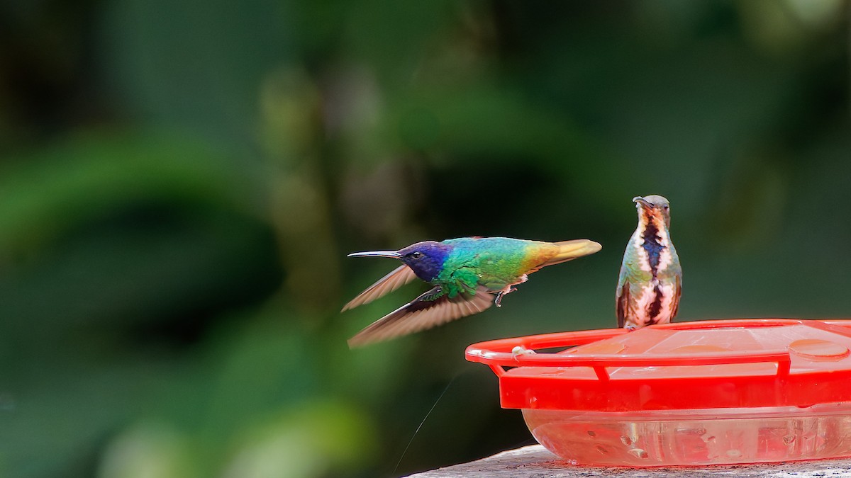 Golden-tailed Sapphire - ML645602394