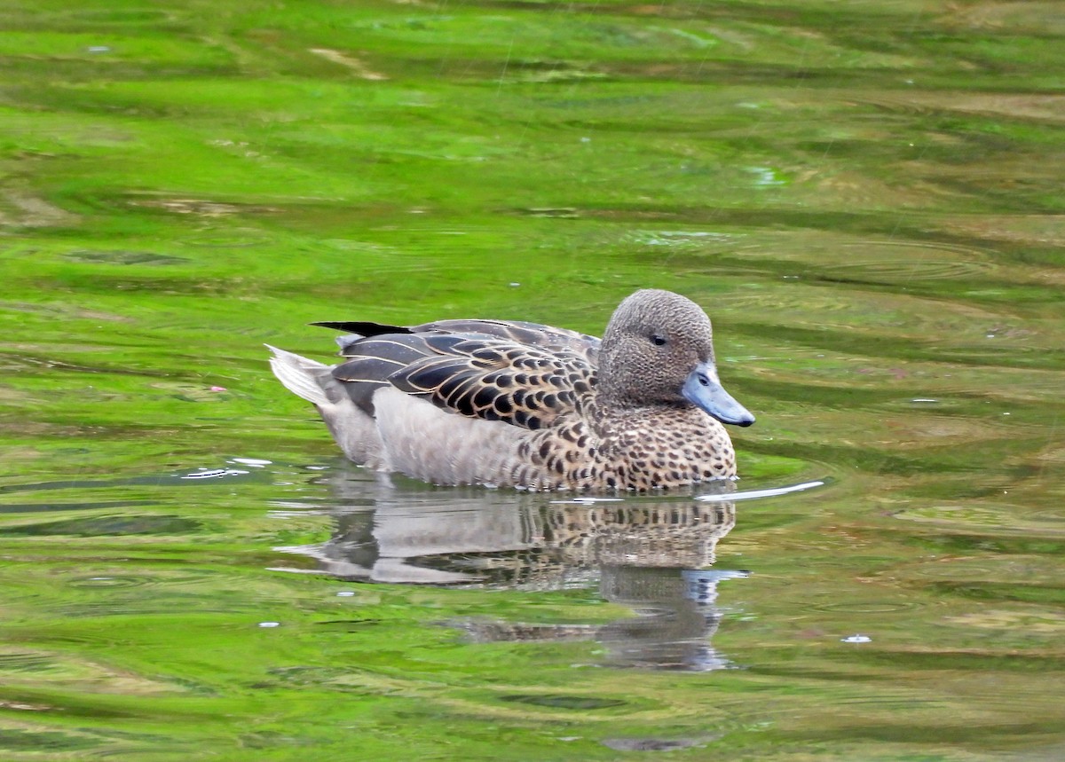 Sarcelle des Andes - ML645602397