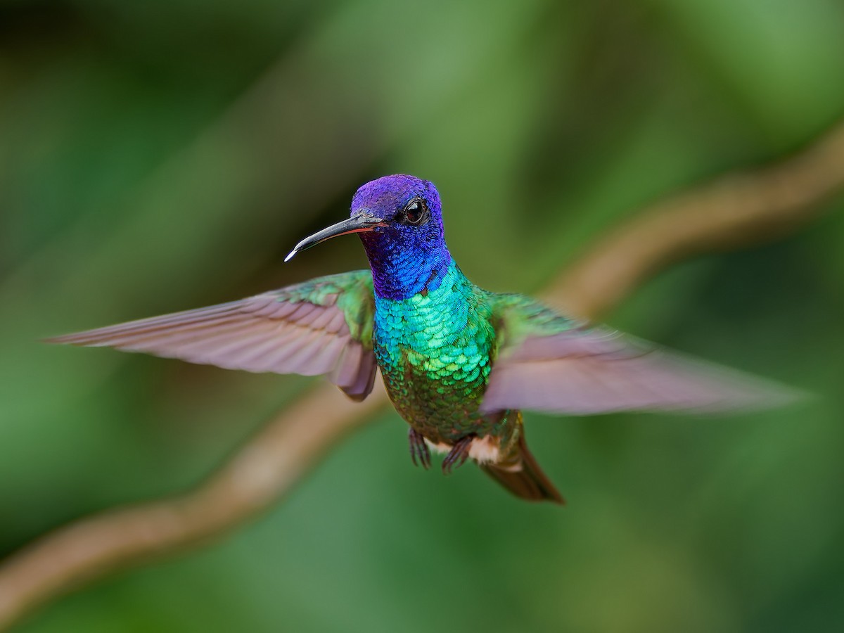 Golden-tailed Sapphire - ML645602398