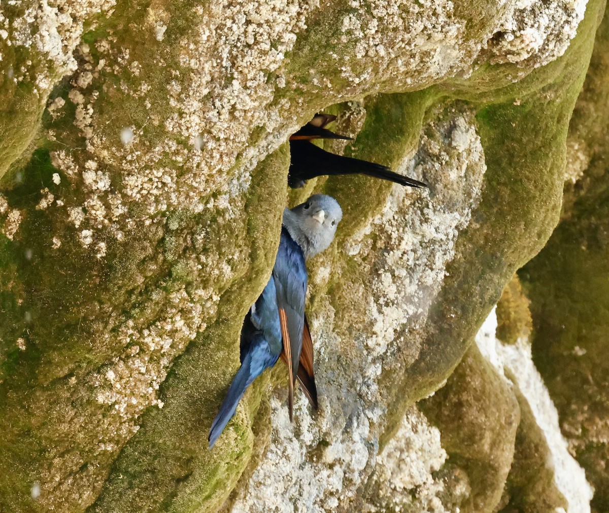 Rotschwingenstar - ML645602414