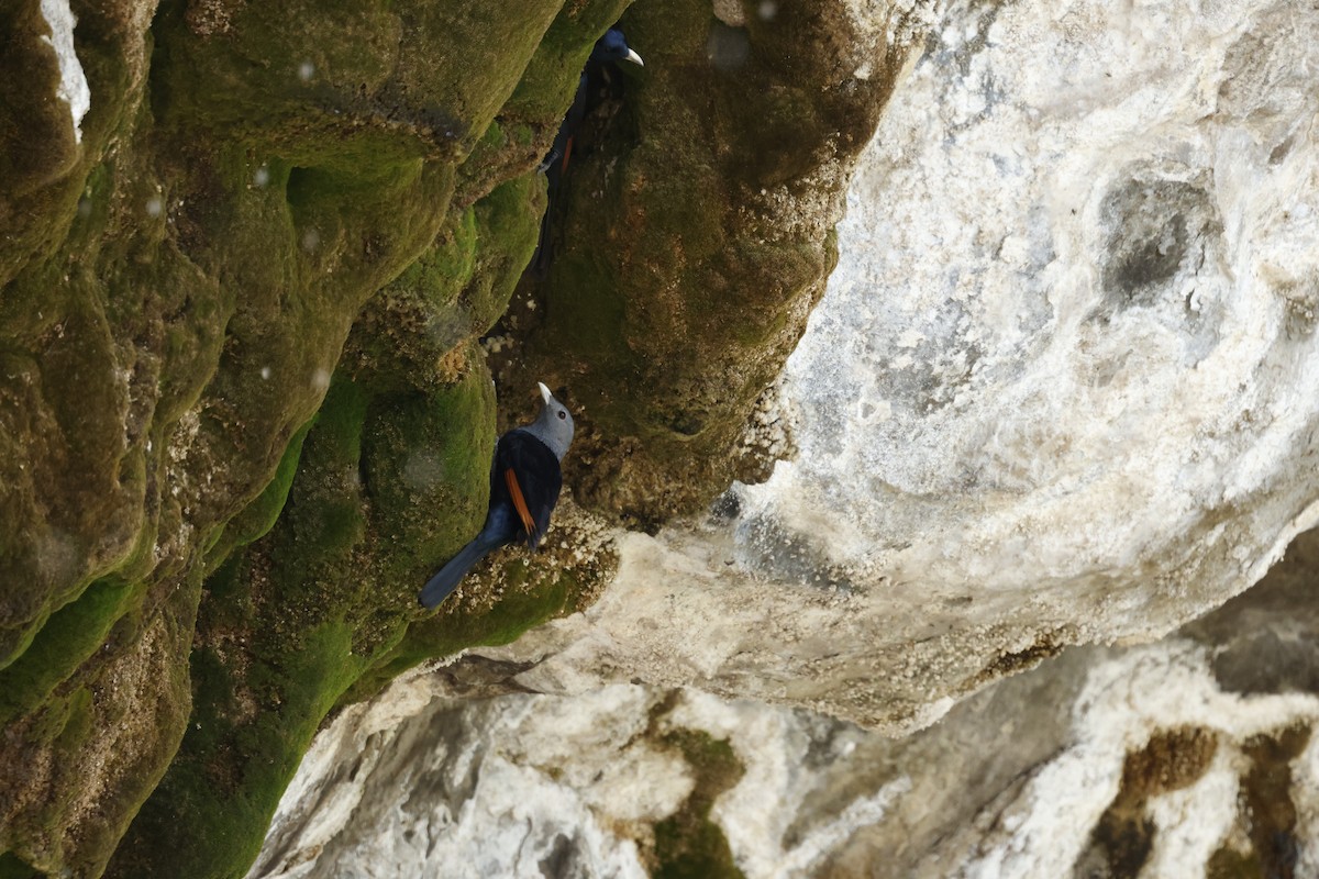 Rotschwingenstar - ML645602415