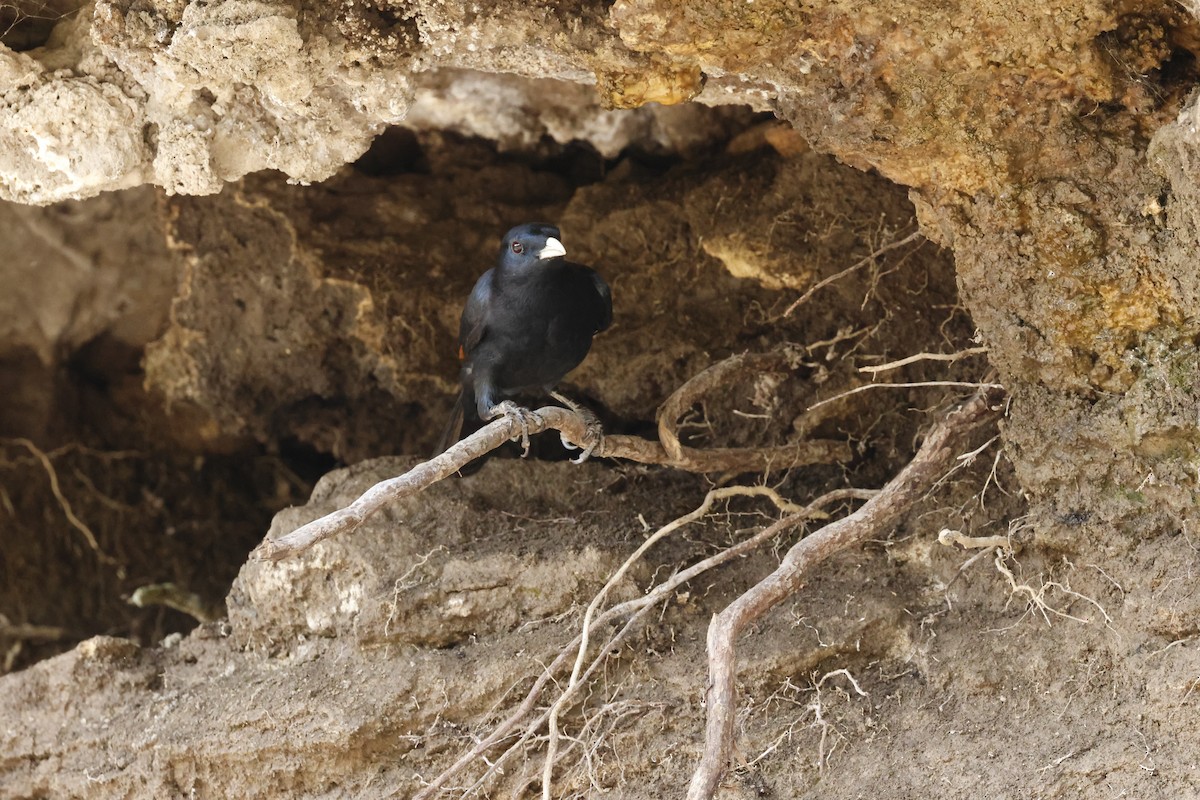 Rotschwingenstar - ML645602416