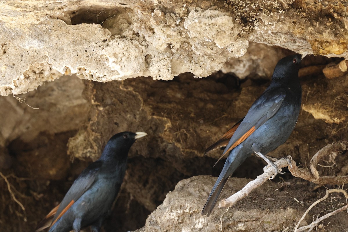 Rotschwingenstar - ML645602417