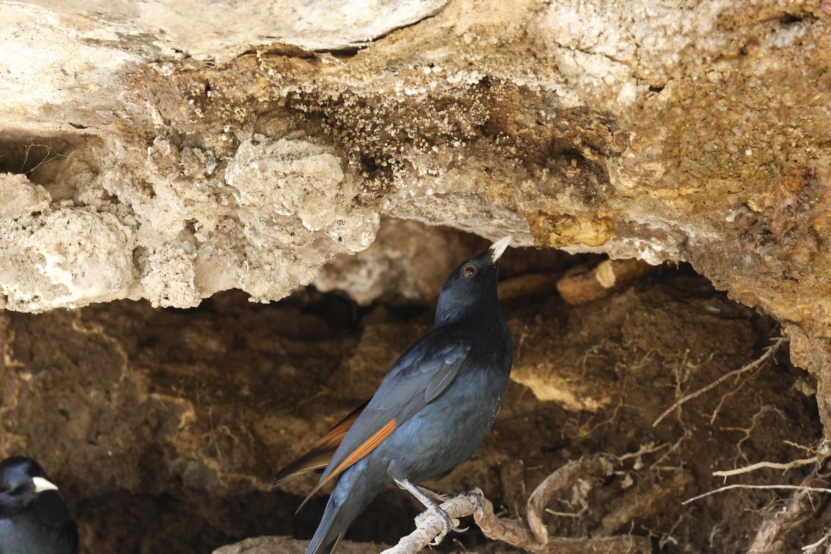 Rotschwingenstar - ML645602418