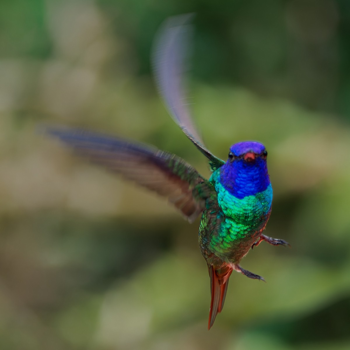 Golden-tailed Sapphire - ML645602419