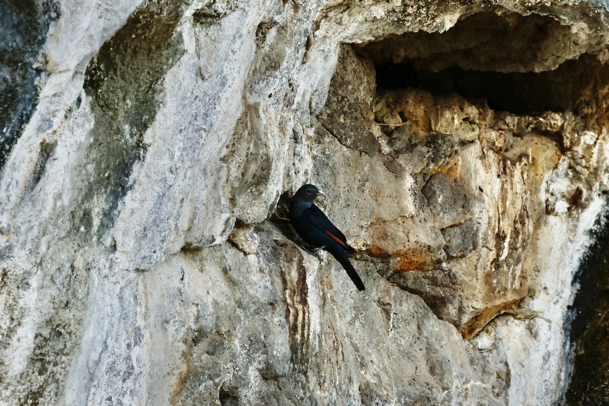 Rotschwingenstar - ML645602420