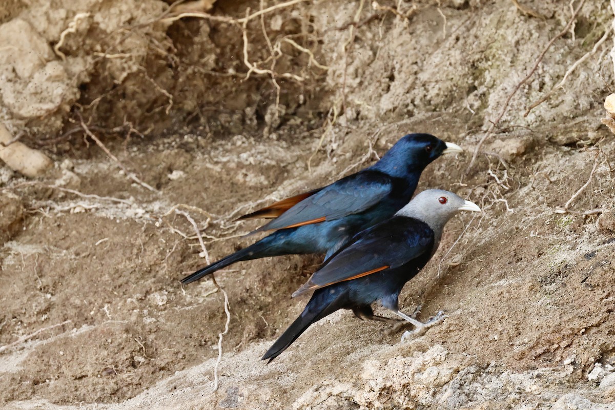 Rotschwingenstar - ML645602421