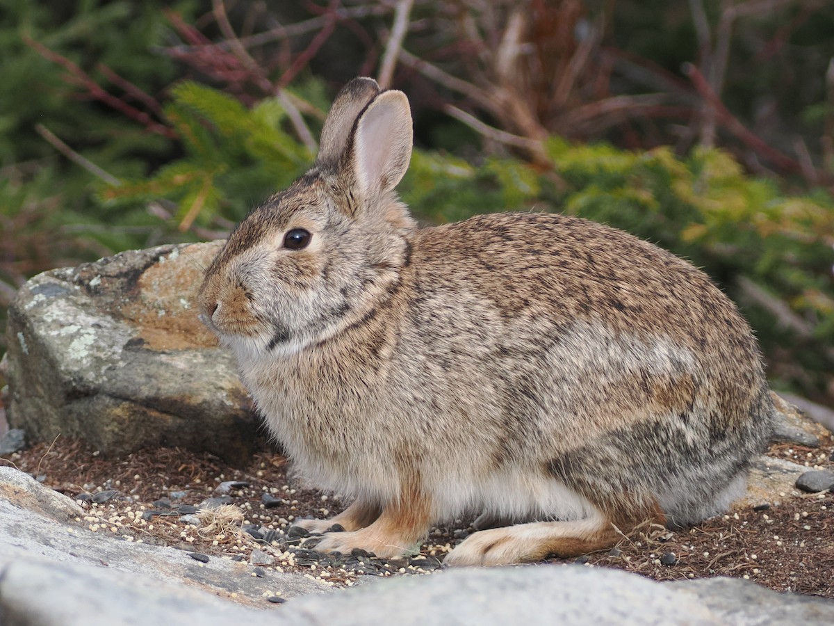 Eastern Cottontail - ML645602426
