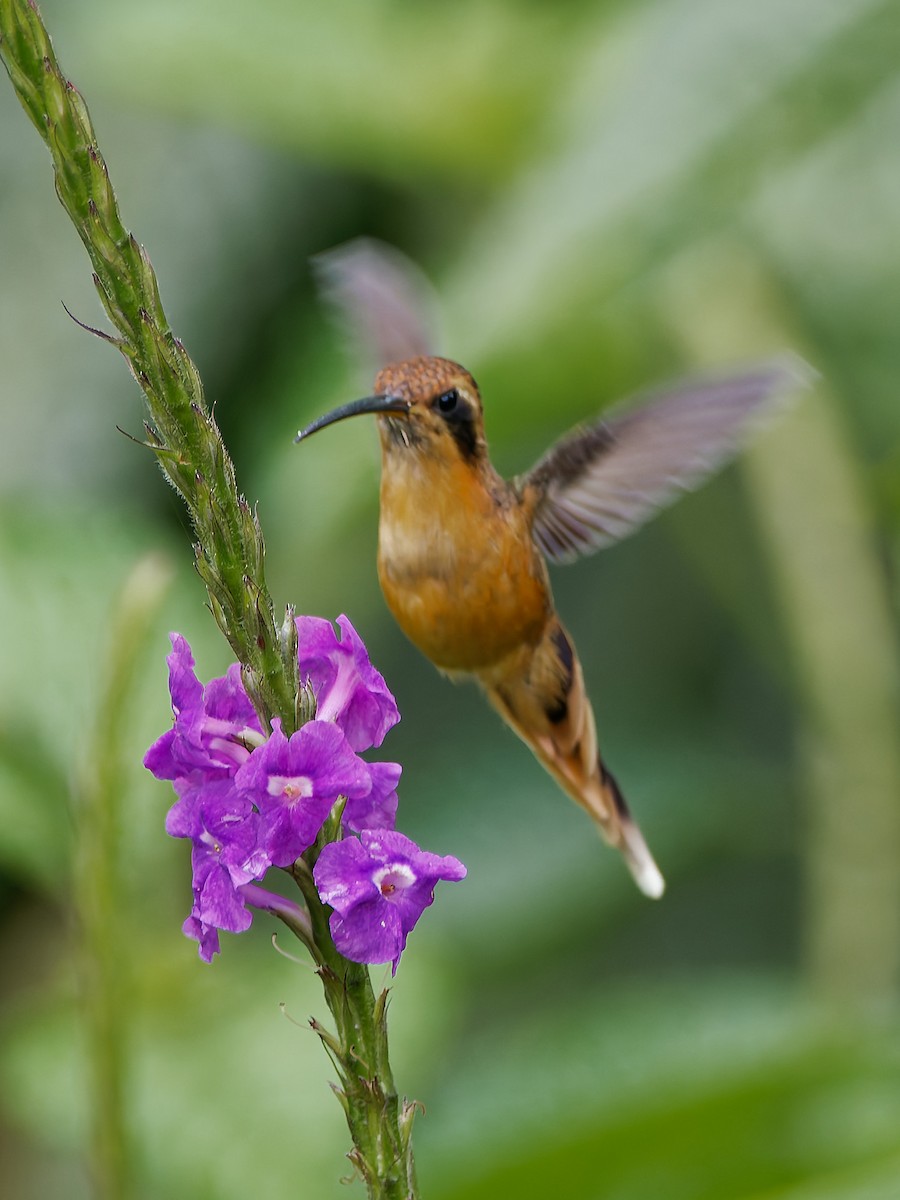Gray-chinned Hermit - ML645602436
