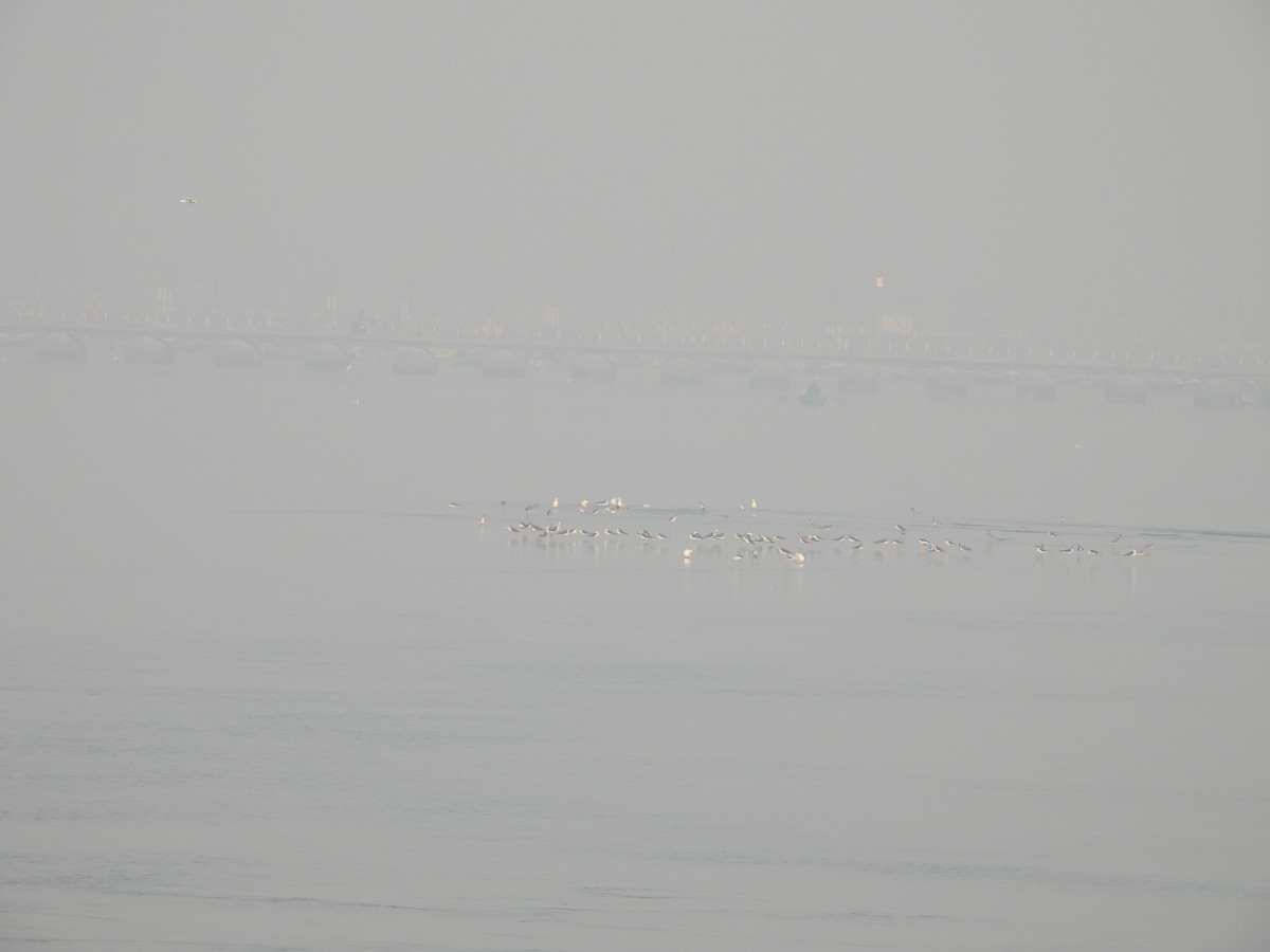 Zankaluze eurasiarra - ML645602439