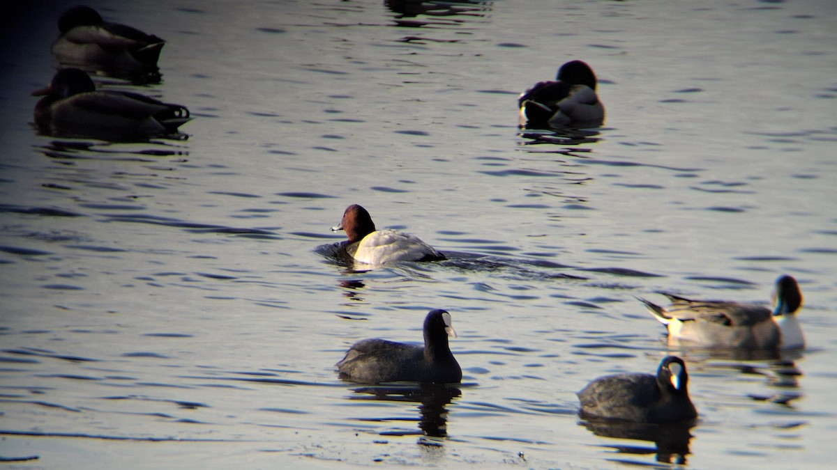 Common Pochard - ML645602440