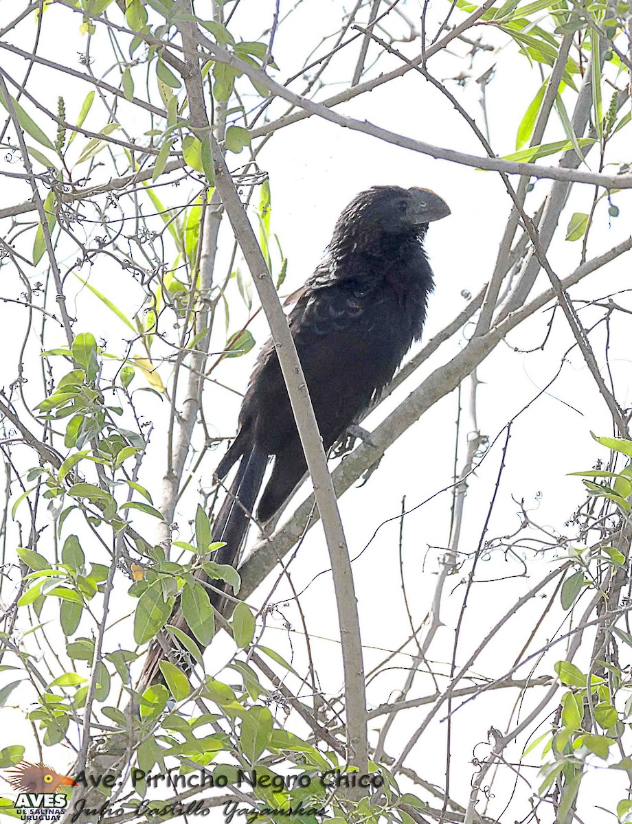 Smooth-billed Ani - ML645602444
