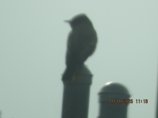 Say's Phoebe - ML645602451