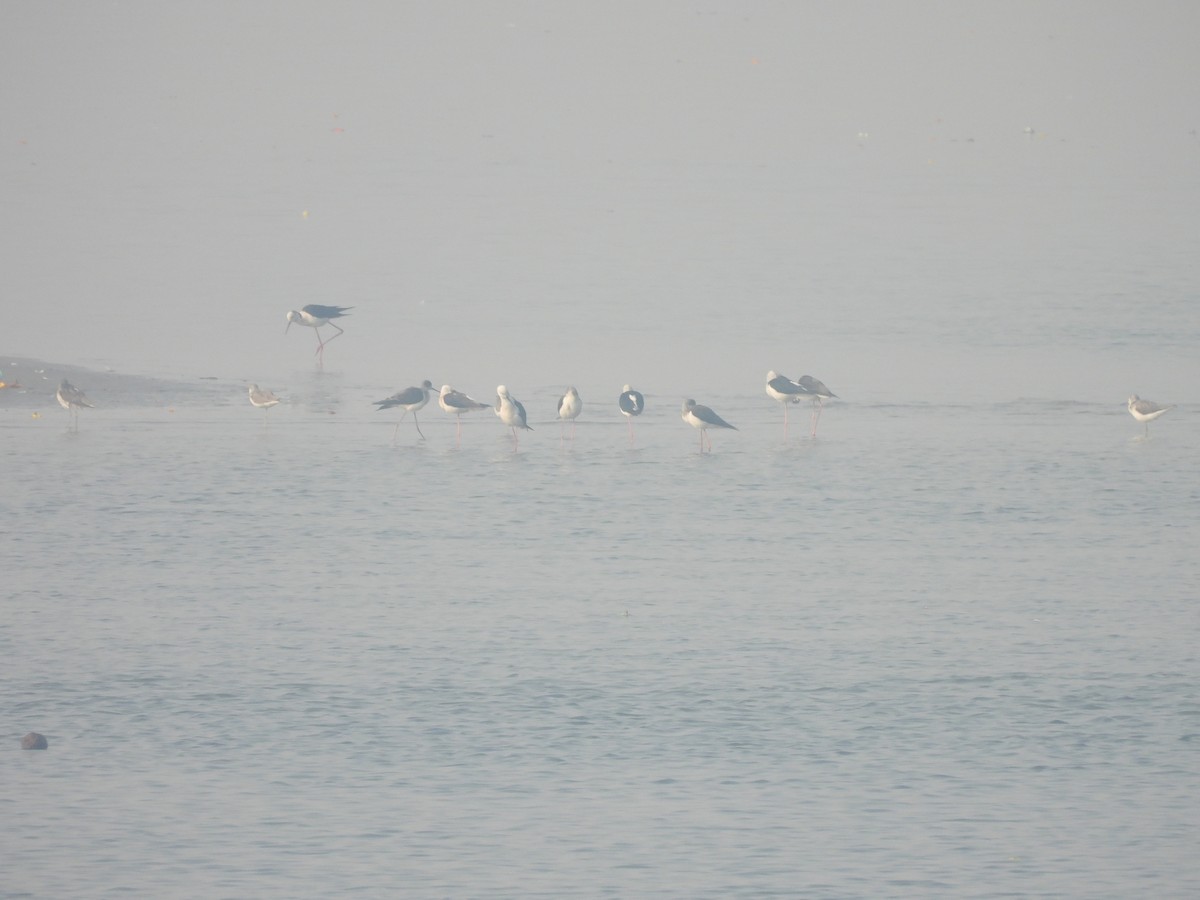 Zankaluze eurasiarra - ML645602455