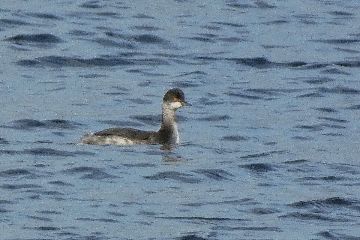 Eared Grebe - ML645602464