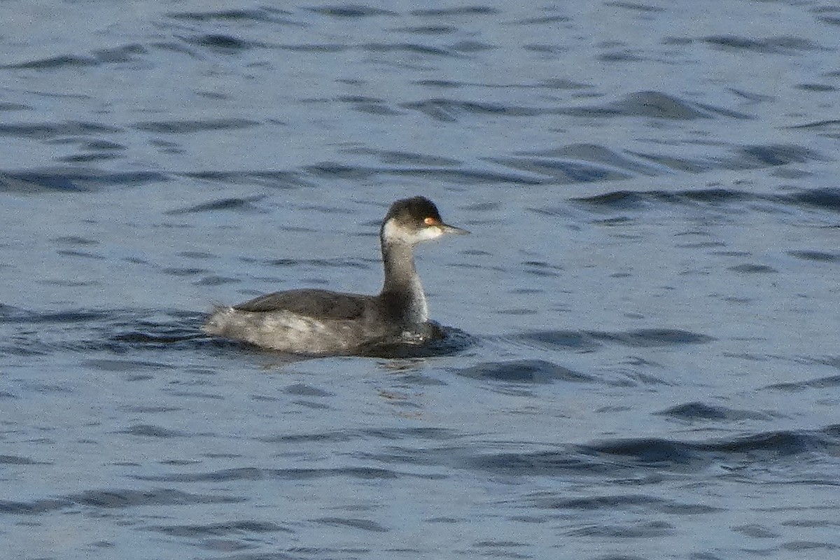 Eared Grebe - ML645602465