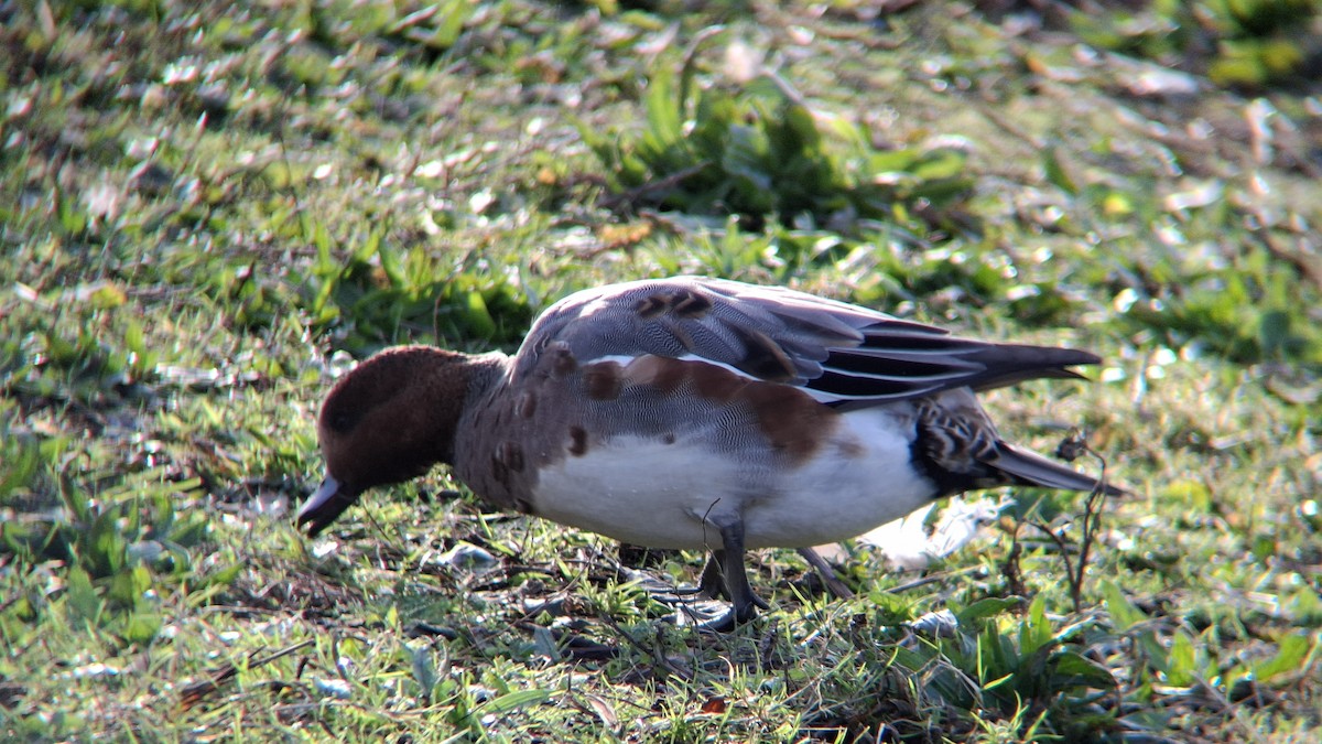 Eurasian Wigeon - ML645602471