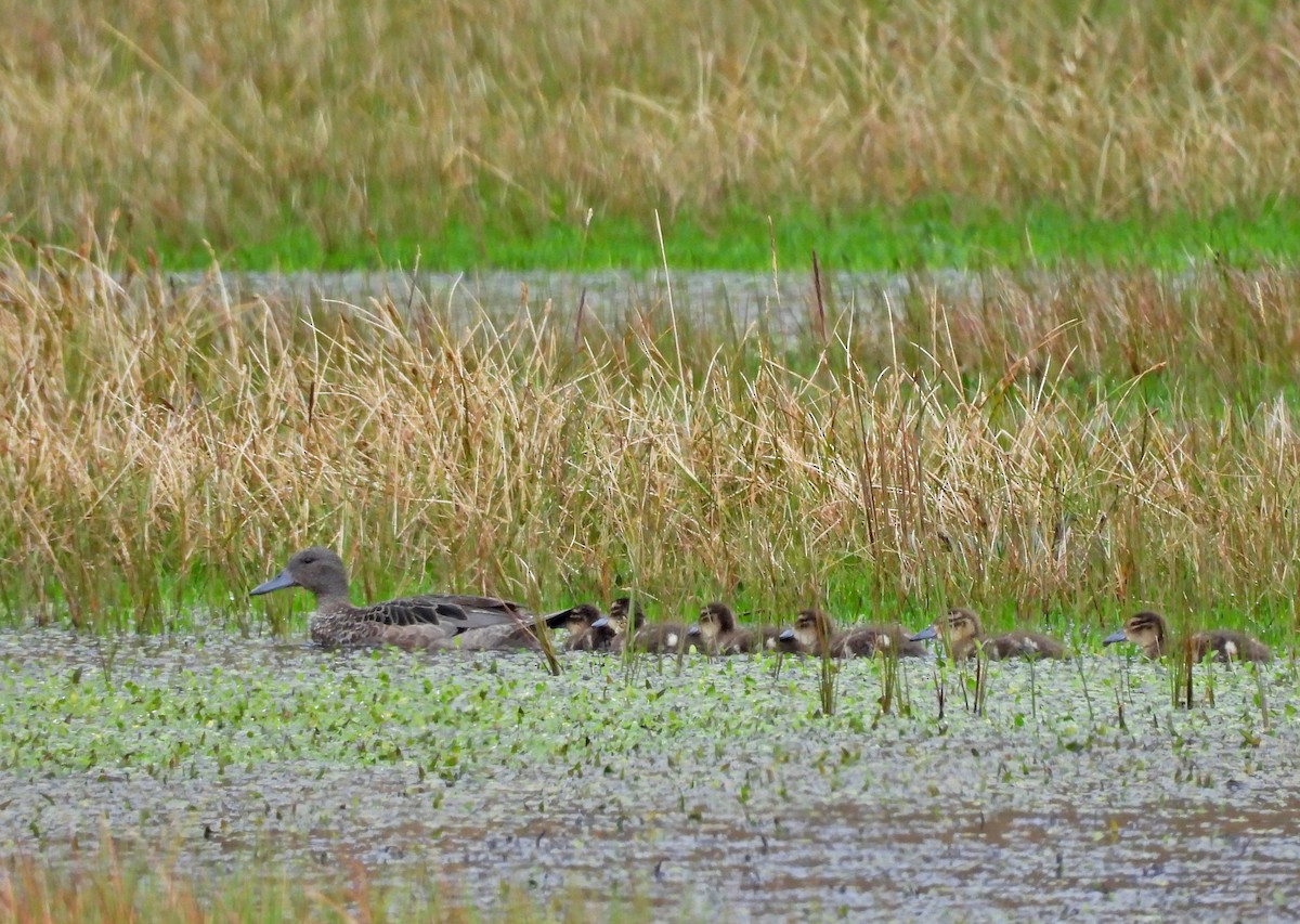 Andean Teal - ML645602472