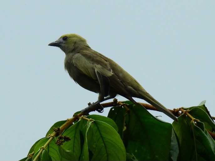 Palm Tanager - ML645602473