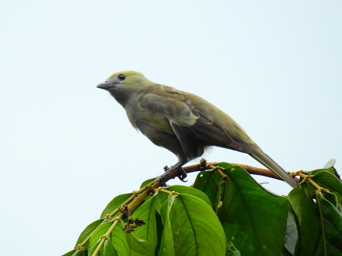 Palm Tanager - ML645602474