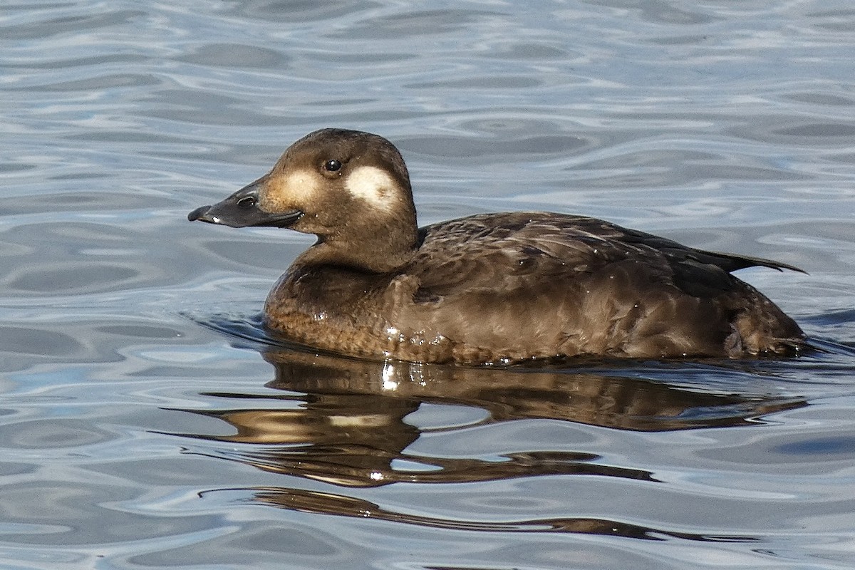 White-winged Scoter - ML645602476