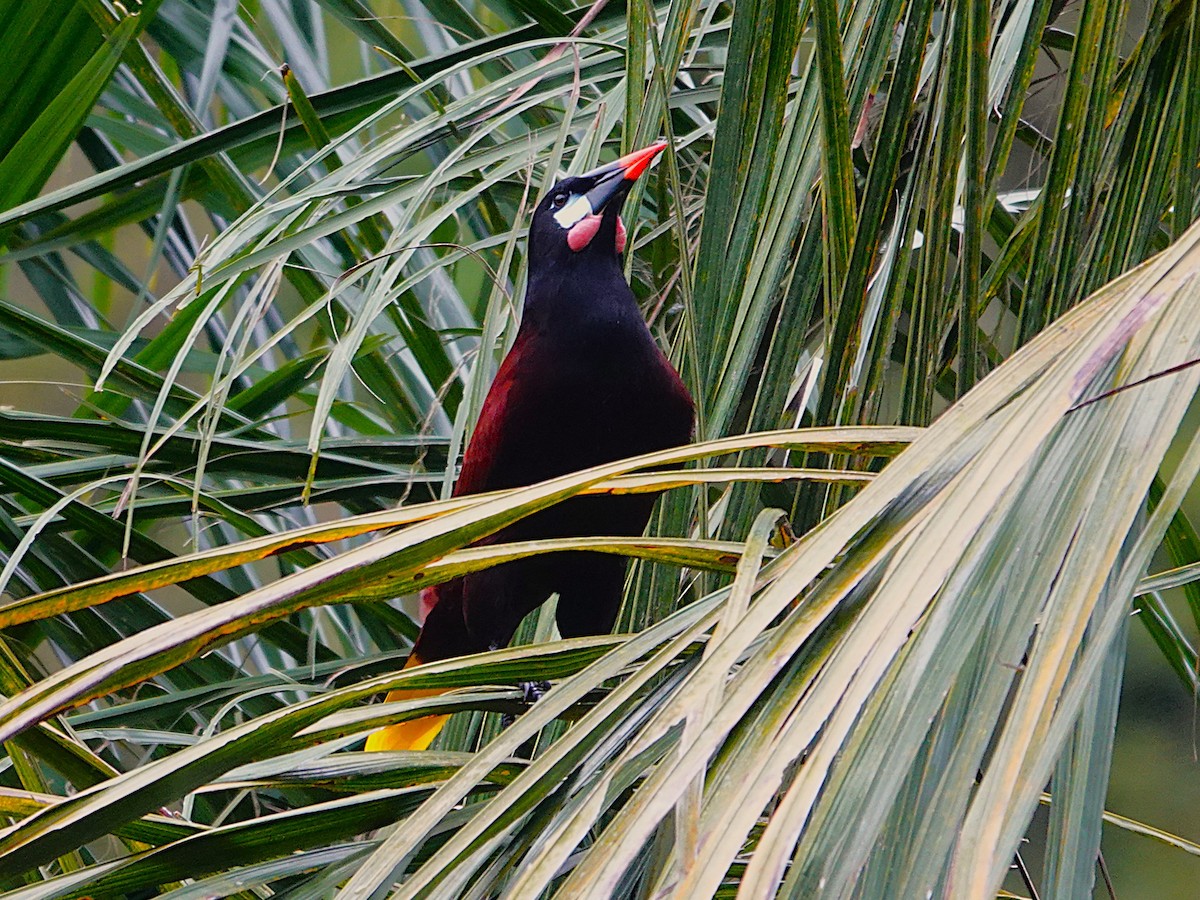 Montezuma Oropendola - ML645602480