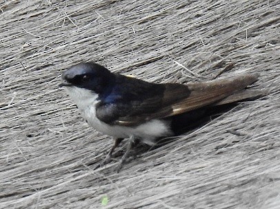 Blue-and-white Swallow - ML645602484