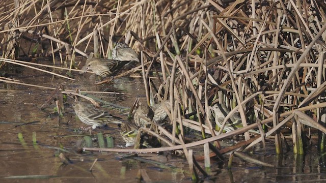 Pine Siskin - ML645602485