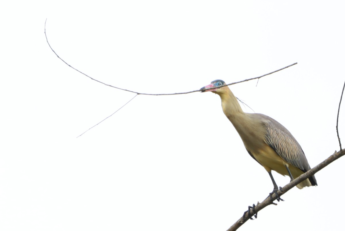 Whistling Heron - ML645602487