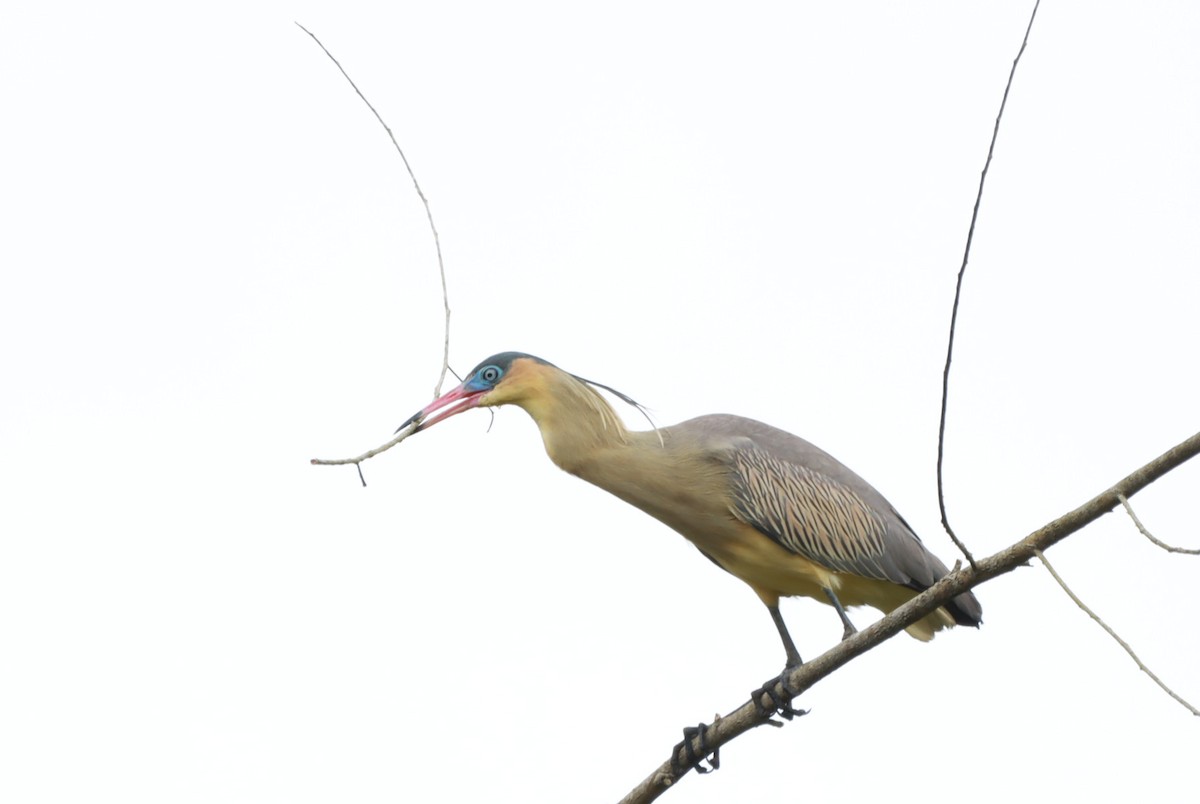 Whistling Heron - ML645602488