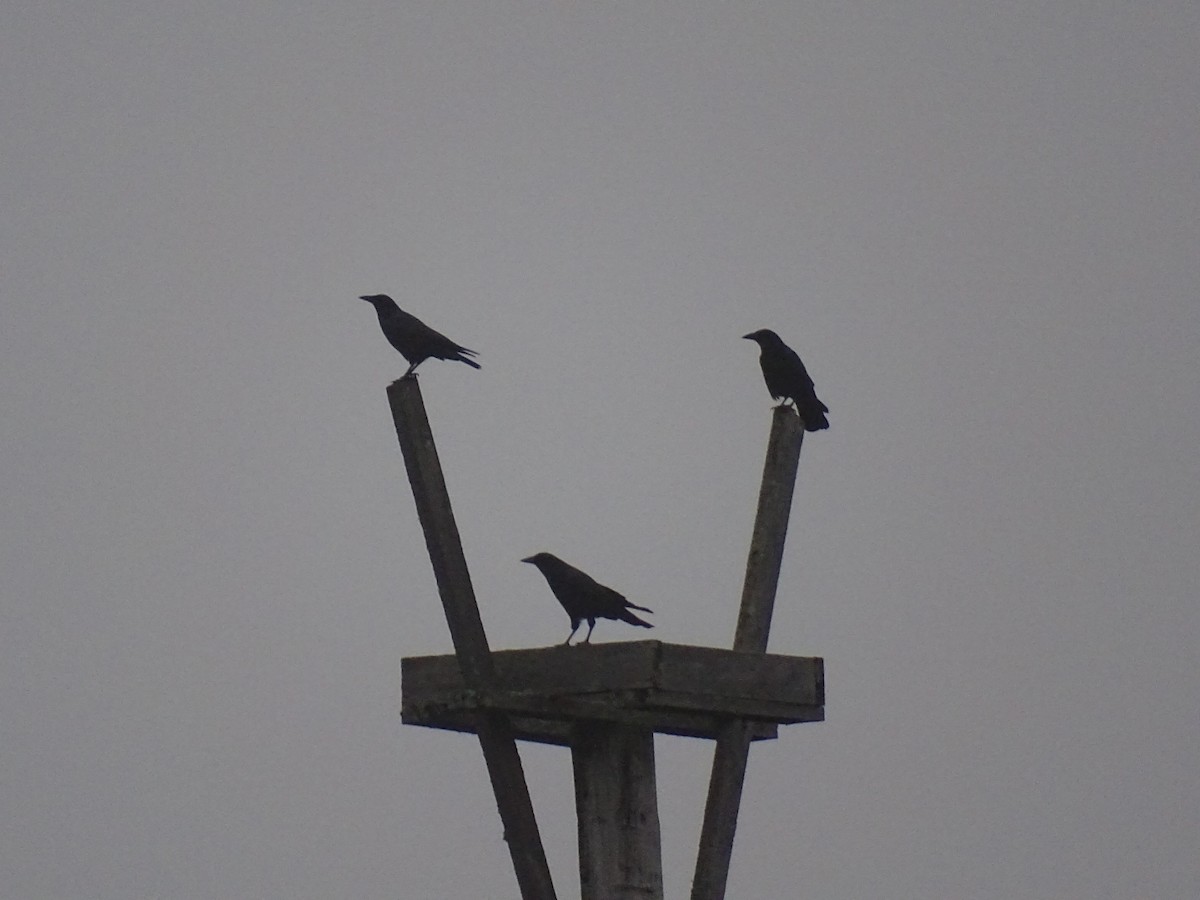 American Crow - ML645602490