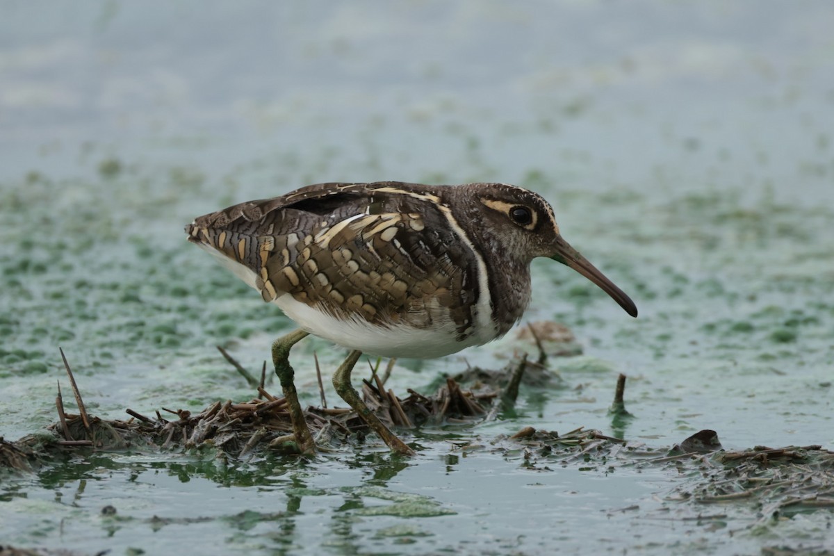 Greater Painted-Snipe - ML645602491