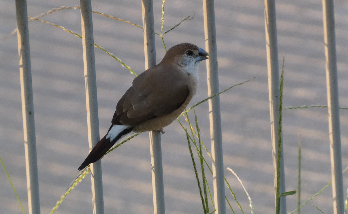 Indian Silverbill - ML645602492