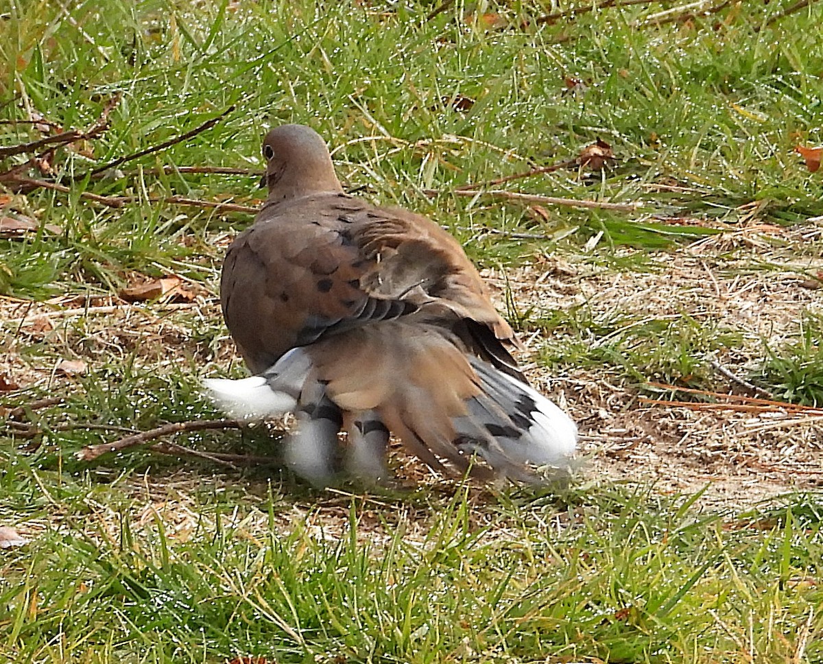 Mourning Dove - ML645602493