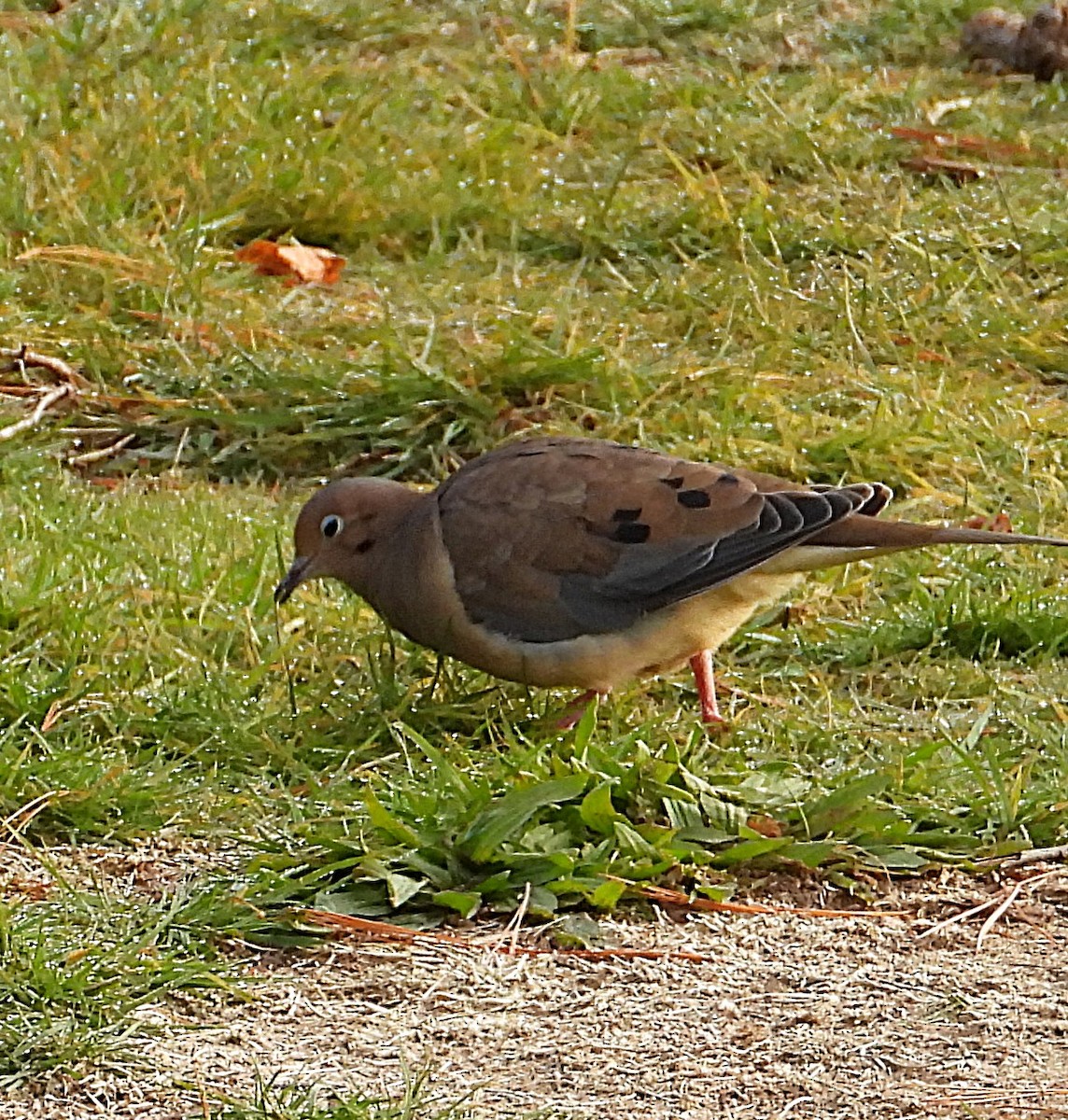 Mourning Dove - ML645602494