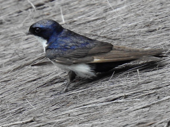 Blue-and-white Swallow - ML645602495