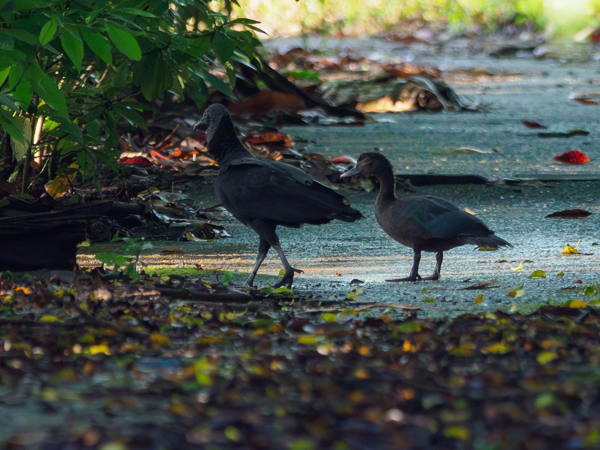 Muscovy Duck - ML645602496