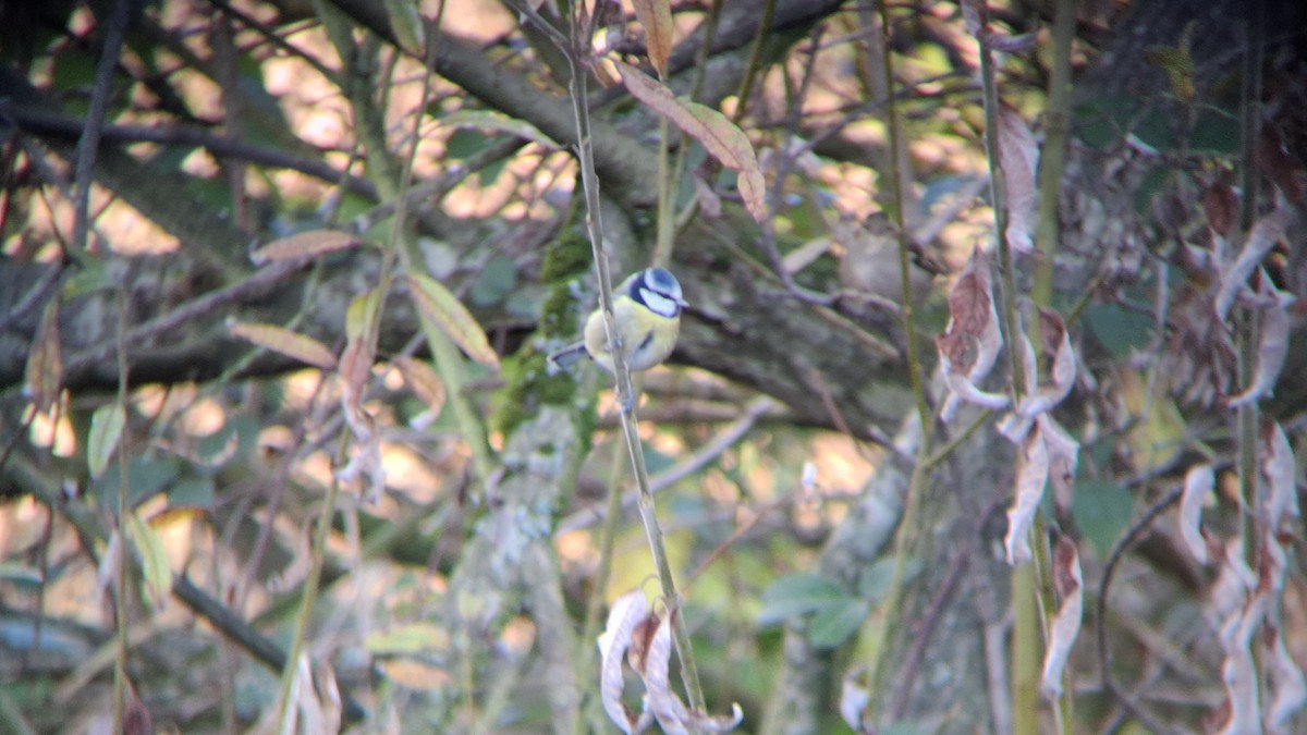 Eurasian Blue Tit - ML645602497
