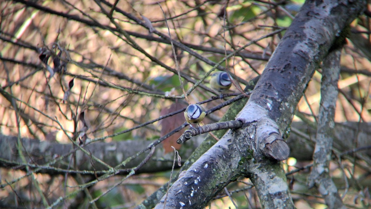 Eurasian Blue Tit - ML645602498