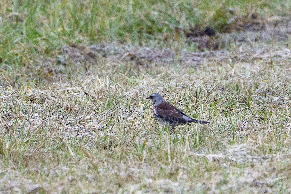 European Starling - ML645602500