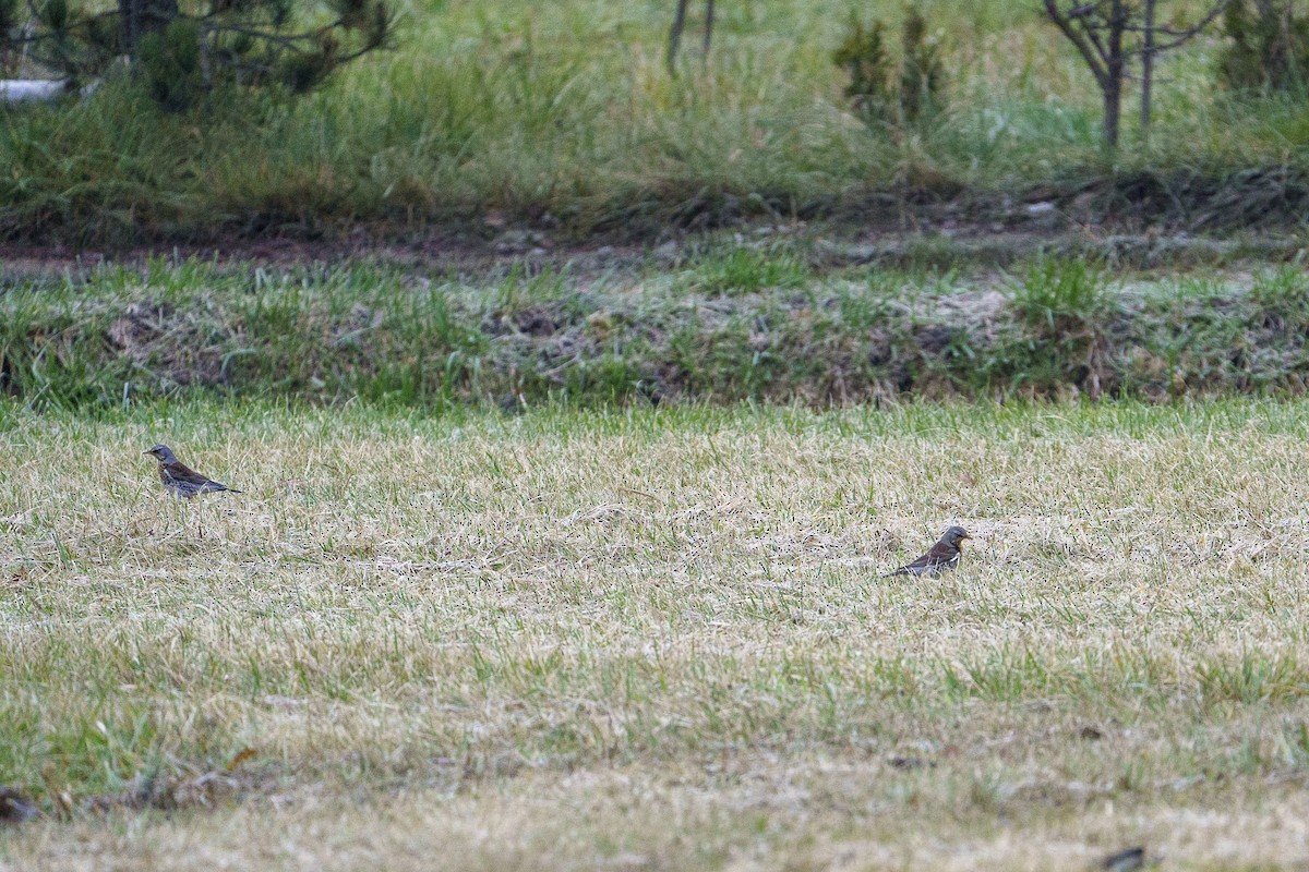 European Starling - ML645602501