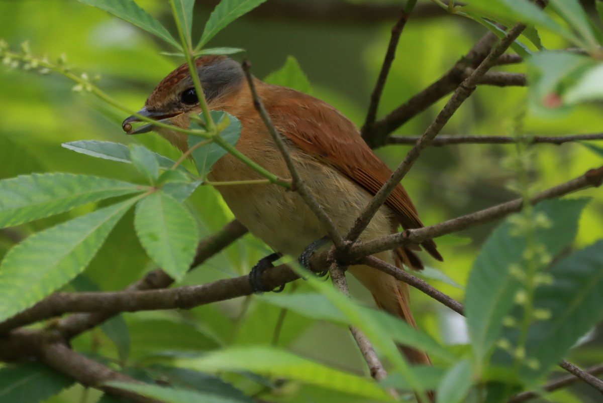 Chestnut-crowned Becard - ML645602503
