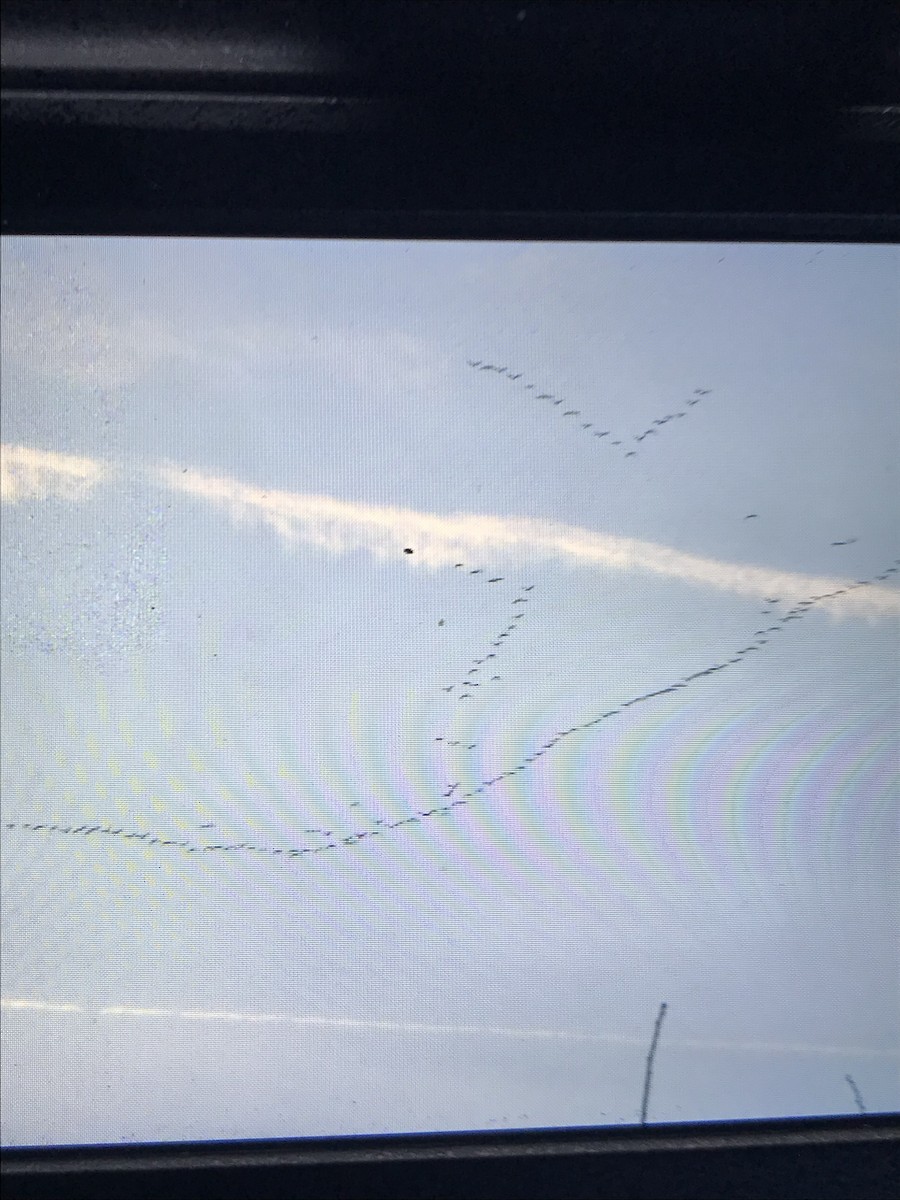 Pink-footed Goose - ML645602505