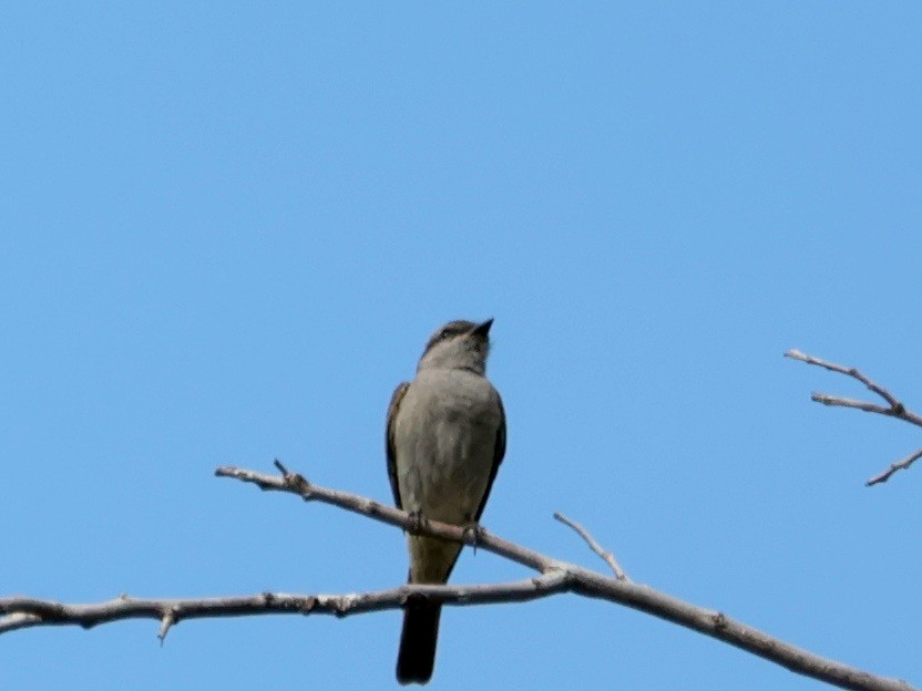 Crowned Slaty Flycatcher - ML645602508