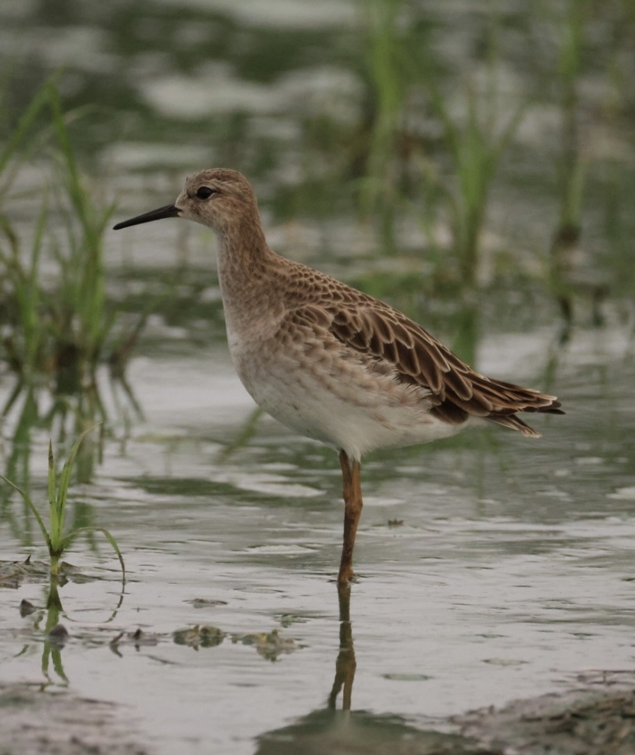 Döğüşkenkuş - ML645602510