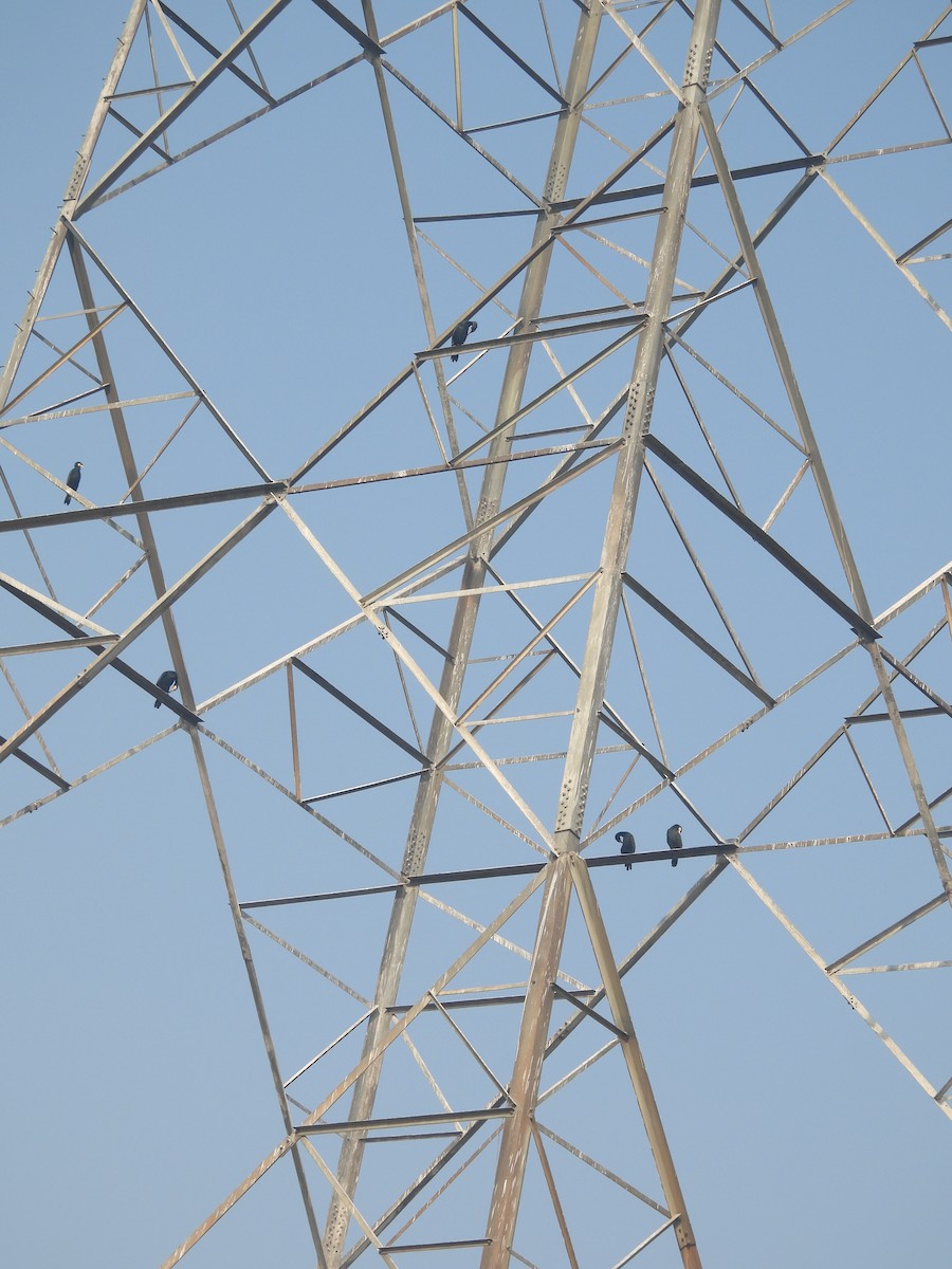 Karabatak - ML645602513