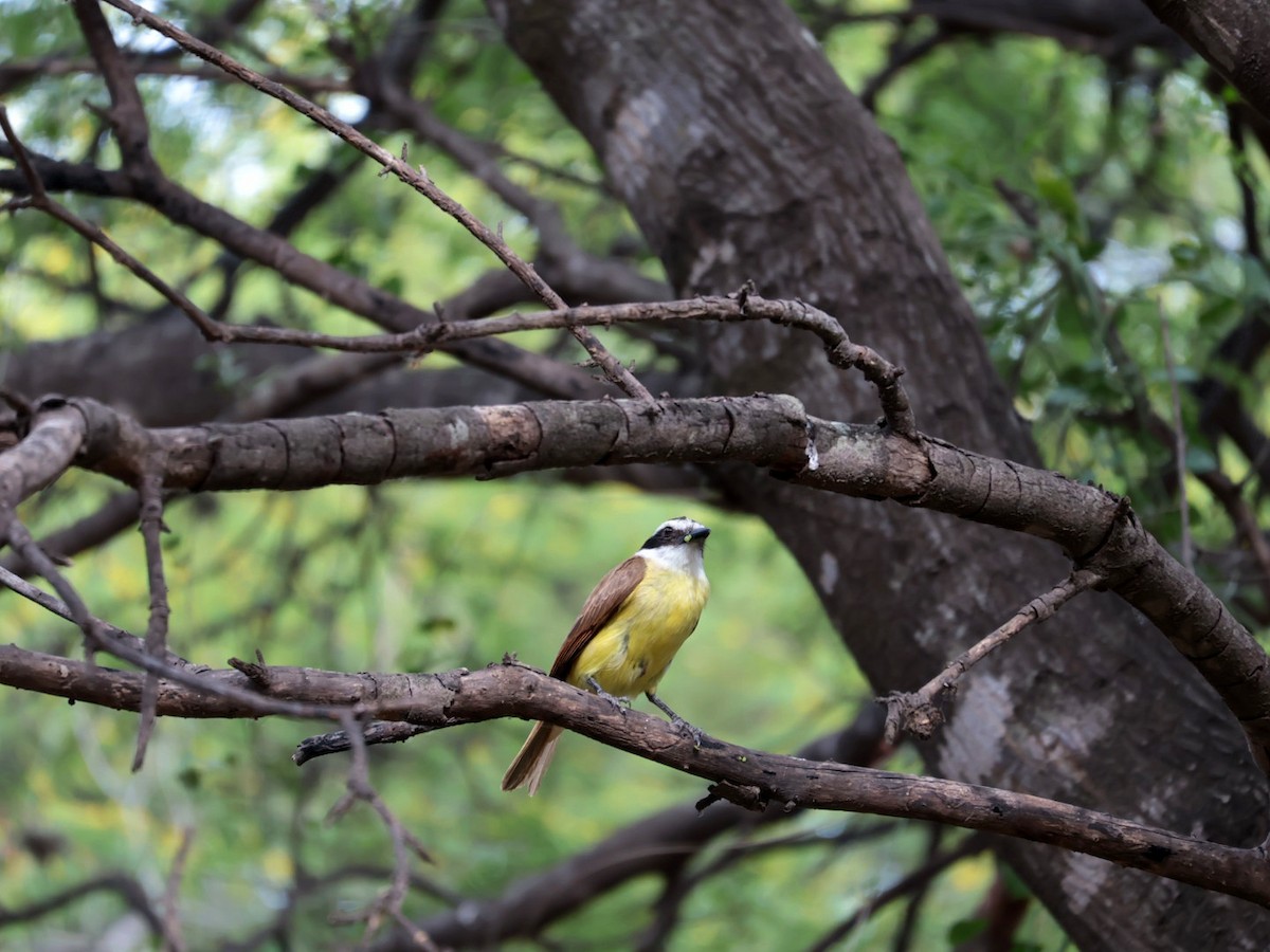 Büyük Kiskadi Tiranı - ML645602514